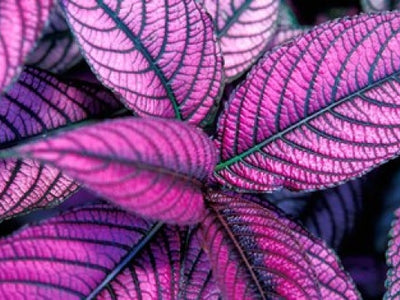 Plants