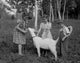 Boy and Girls Playing with Goat Fine Art Print - Various Sizes