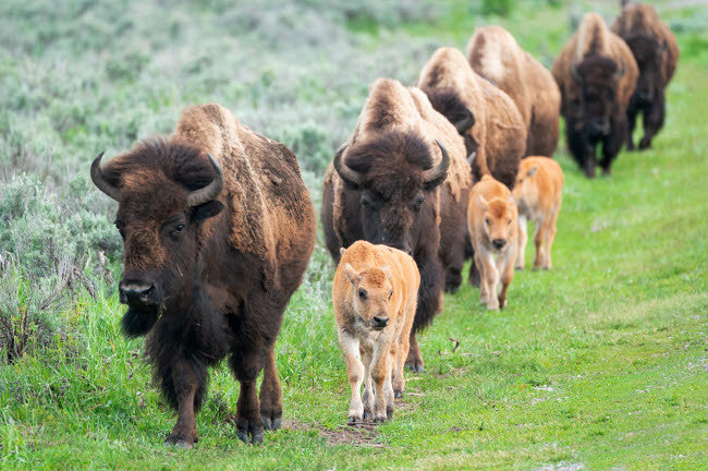 Yellowstone National Park Bison Cows with Calves Poster Print by Ellen Goff