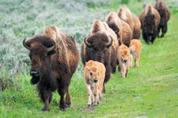 Yellowstone National Park Bison Cows with Calves Poster Print by Ellen Goff