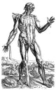 Vesalius: Muscles Fine Art Print - The Fifth Plate | Posterazzi
