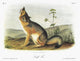 Audubon Swift Fox Fine Art Print - Vintage Lithograph