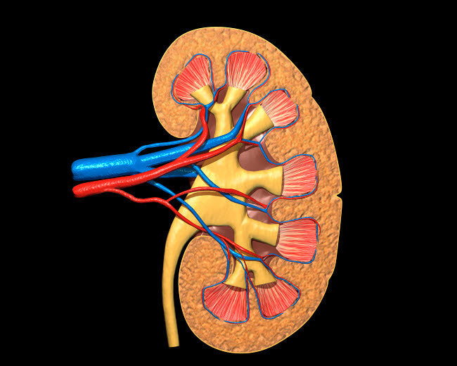 Cross Section of Human Kidney Fine Art Print by Leonello Calvetti