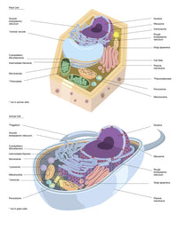 Comparative Plant and Animal Cell Anatomy Poster Print by Alan Gesek