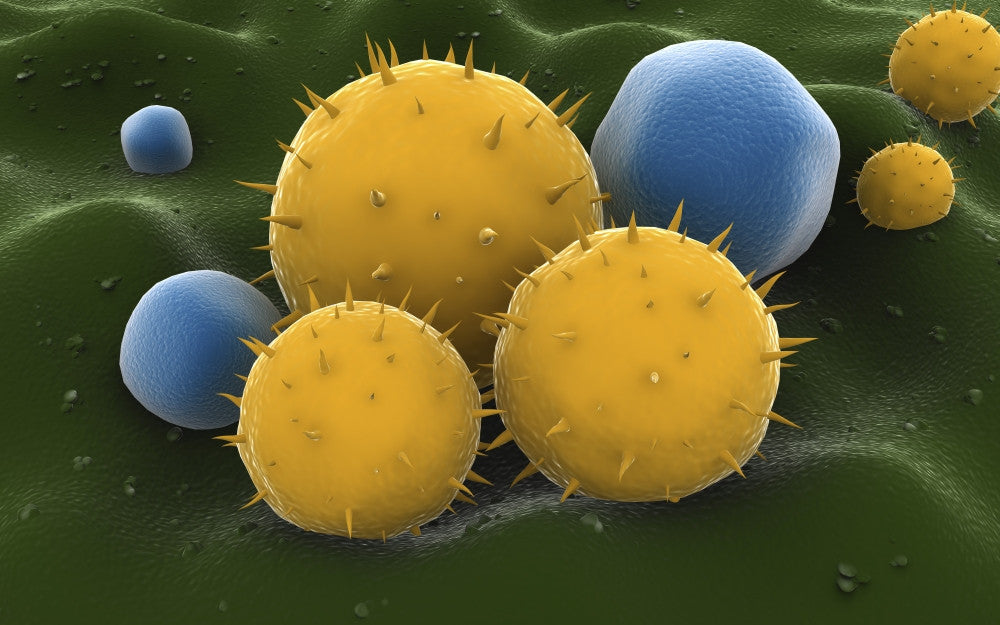 Microscopic Visualization of Grass Pollen Grains Fine Art Print