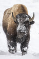 Bison Bull in Snowy Yellowstone National Park Fine Art Print by Chuck Haney