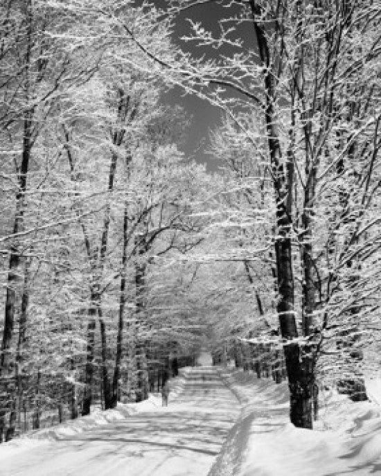 Trees Along a Snow Covered Road Fine Art Print