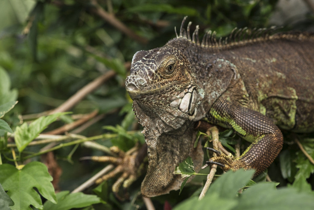 Close-Up Iguana Fine Art Print by Cathy Hart at Victoria Butterfly Gardens