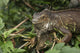 Close-Up Iguana Fine Art Print by Cathy Hart at Victoria Butterfly Gardens