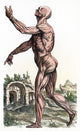Vesalius: Muscles 02 Fine Art Print - Woodcut from 1543