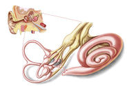 Anatomy of the Human Ear Membranous Labyrinth Fine Art Print