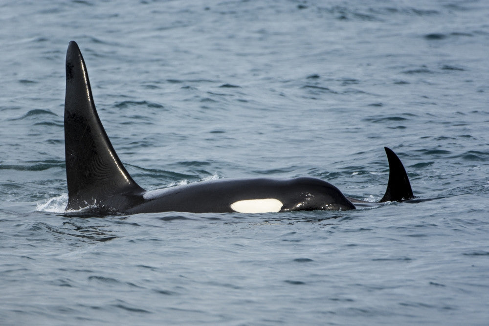 Killer Whale Pod Fine Art Print by Michael DeFreitas - Kenai Fjords National Park