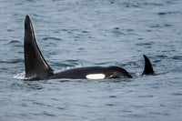 Killer Whale Pod Fine Art Print by Michael DeFreitas - Kenai Fjords National Park