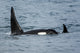 Killer Whale Pod Fine Art Print by Michael DeFreitas - Kenai Fjords National Park