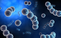 Microscopic View of Streptococcus Fine Art Print