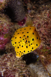 Yellow Boxfish Fine Art Print by Mathieu Meur | Stocktrek Images