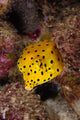 Yellow Boxfish Fine Art Print by Mathieu Meur | Stocktrek Images