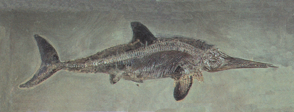 Ichthyosaurus acutirostris Mesozoic Reptile Fine Art Print by Science Source