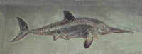 Ichthyosaurus acutirostris Mesozoic Reptile Fine Art Print by Science Source