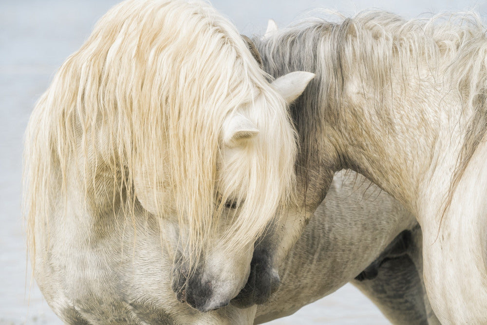 Camargue Horses Nuzzling Fine Art Print by Robert Postma