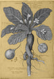 Mandrake Root Alchemy Plant Fine Art Print by Science Source