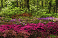 Azalea Garden Fine Art Print by F. M. Kearney | Posterazzi