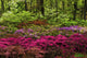 Azalea Garden Fine Art Print by F. M. Kearney | Posterazzi