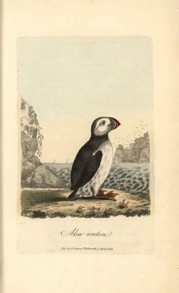Atlantic Puffin Alca Arctica Fine Art Print by Florilegius