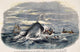 Sperm Whale Attack Fine Art Print - Color Engraving, 1847