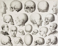 19th Century Phrenological Illustration Fine Art Print
