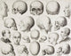 19th Century Phrenological Illustration Fine Art Print