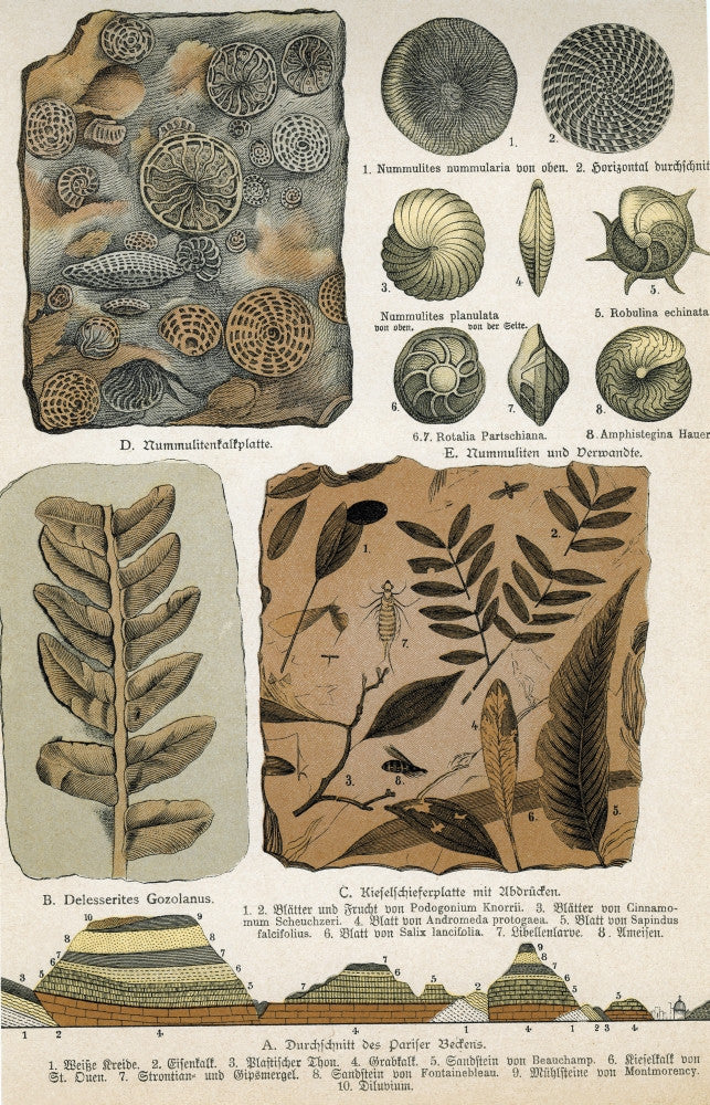 Fossils Fine Art Print by Science Source - Various Sizes Available