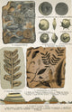 Fossils Fine Art Print by Science Source - Various Sizes Available