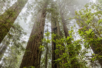 Redwood Trees in Fog Fine Art Print by Yves Marcoux
