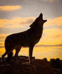 Coyote Howling at Sunset Fine Art Print by Marg Wood