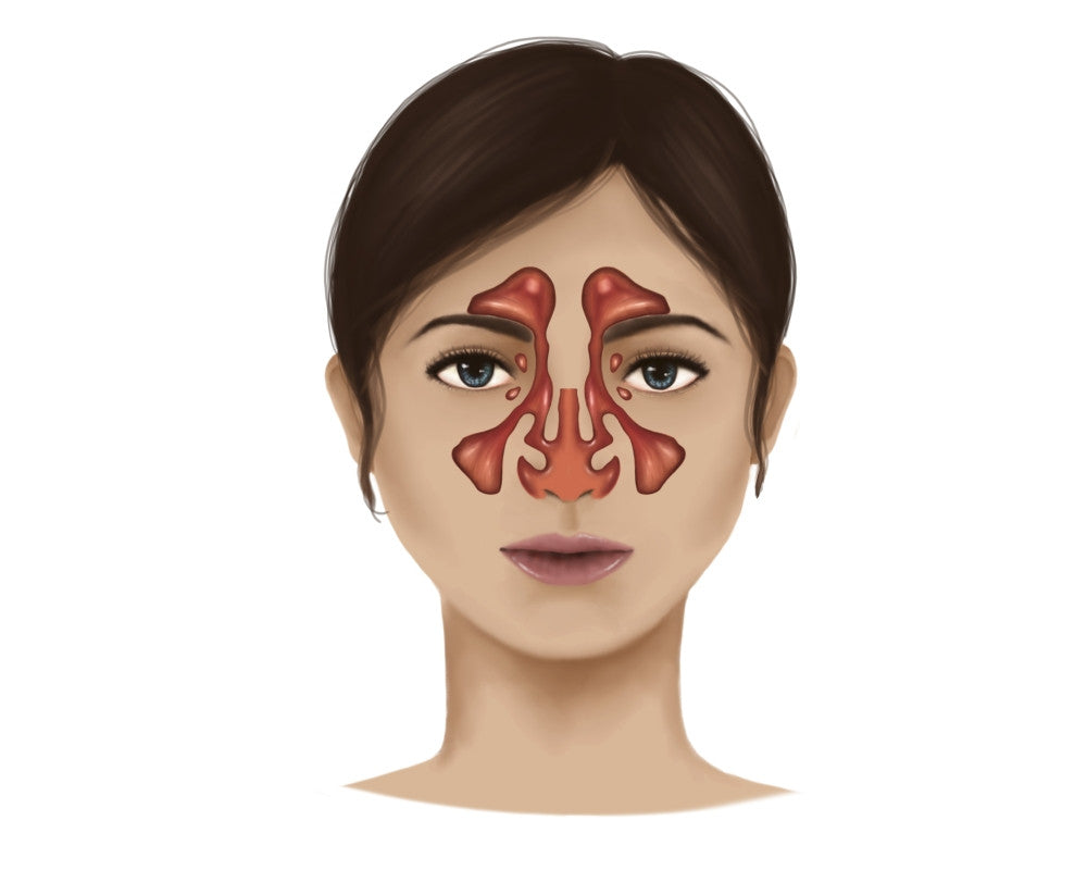 Anatomy of Nasal Sinuses Fine Art Print - StockTrek Images