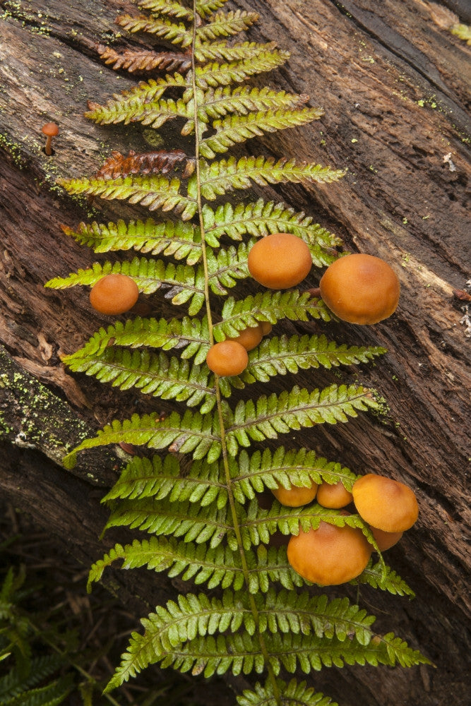 Mushrooms on a Log with Fern Branch Fine Art Print by Irwin Barrett