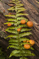 Mushrooms on a Log with Fern Branch Fine Art Print by Irwin Barrett