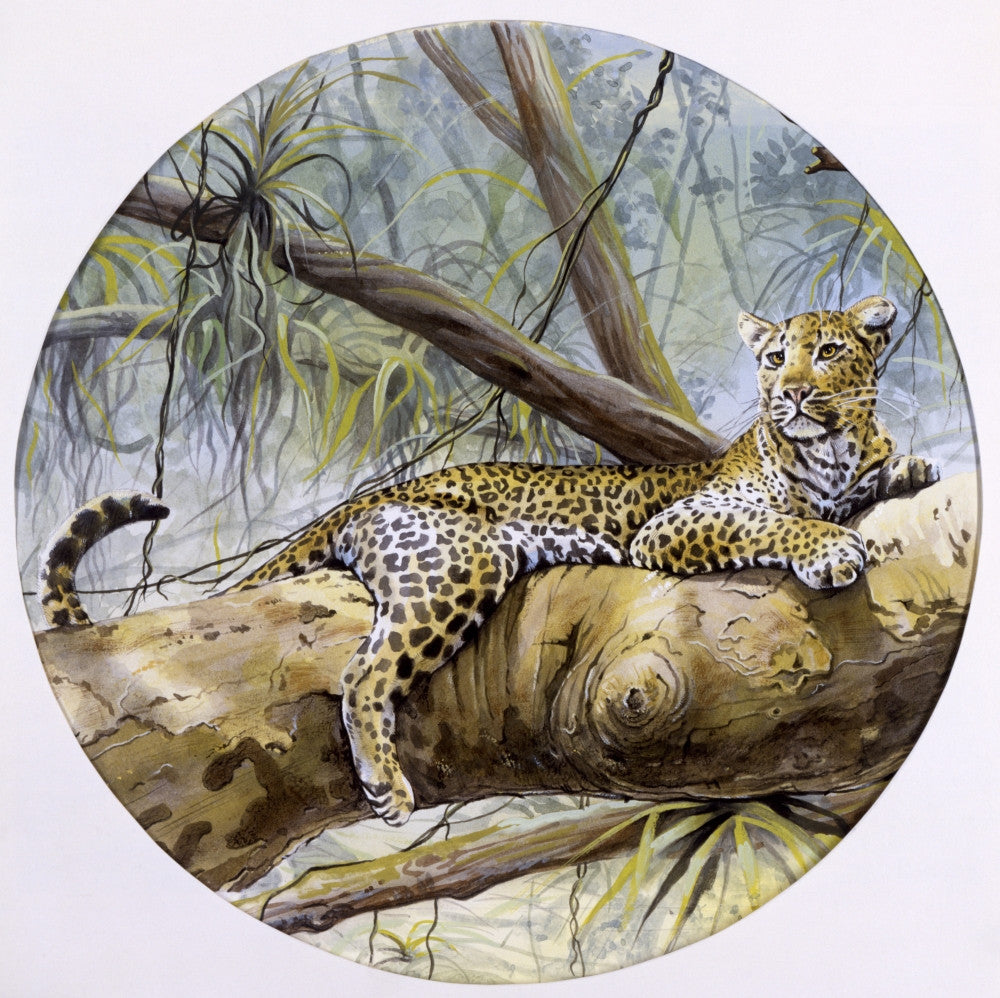 A Leopard Resting on a Rainforest Branch Fine Art Print by Malcolm Greensmith