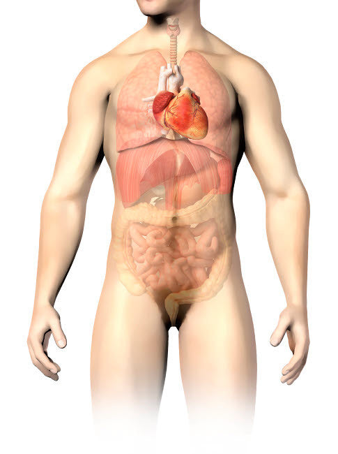 Male Anatomy of Internal Organs Fine Art Print by Leonello Calvetti