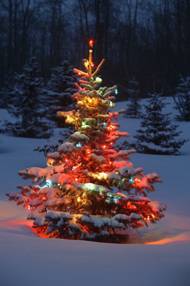 Christmas Tree with Lights in the Forest Fine Art Print by Carson Ganci