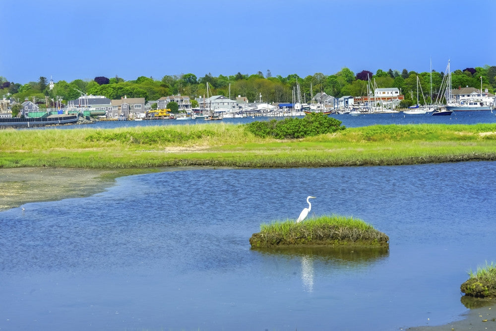 Great White Egret Marsh Fine Art Print by William Perry
