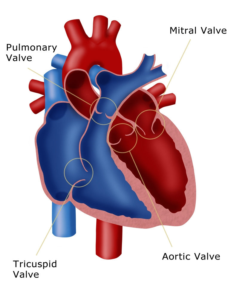 Heart Valves Fine Art Print by Monica Schroeder | Science Source