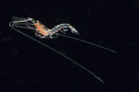 Pelagic Planktonic Shrimp Fine Art Print by Brook Peterson