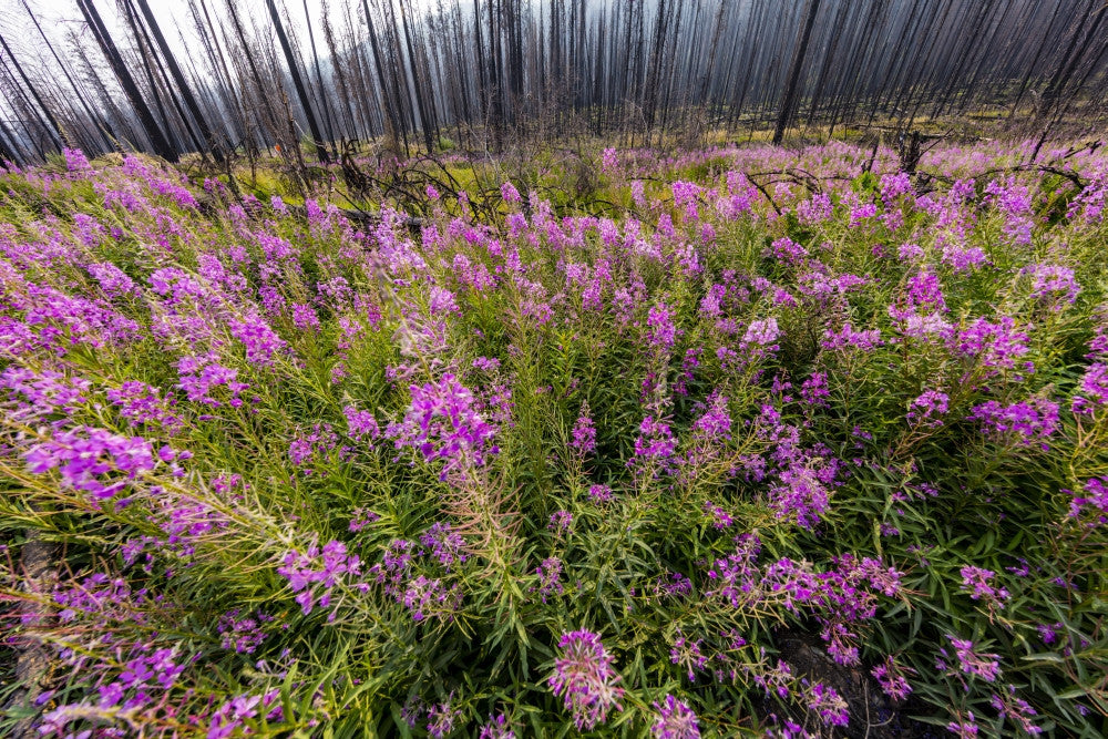 Fireweed After Wildfire Fine Art Print by Jaynes Gallery
