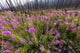 Fireweed After Wildfire Fine Art Print by Jaynes Gallery