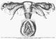Reproductive System Fine Art Print - Human Female Anatomy by Granger Collection
