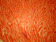Microscopic View of Intestinal Villi Fine Art Print