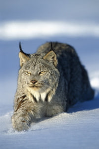 Captive Lynx Walking in Snow Fine Art Print by Tom Soucek