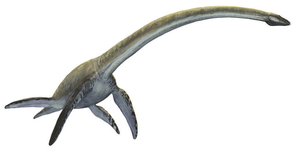 Elasmosaurus Platyurus Prehistoric Dinosaur Poster Print